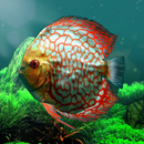 APK Discus museum