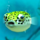 ikon Playing with Puffer fish
