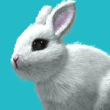 My Rabbit Room 아이콘