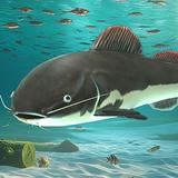 Redtail catfish Aquarium icono