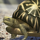 Tortoise to grow relaxedly APK