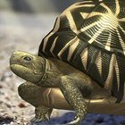 Tortoise to grow relaxedly Zeichen