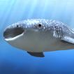 ”Whale shark that grows calmly