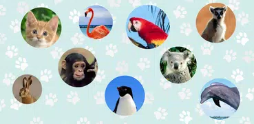 Animal sounds. Learn and play.