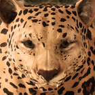 Ultimate Leopard Simulator أيقونة
