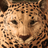 Ultimate Leopard Simulator APK