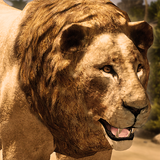 Ultimate Lion Simulator icône