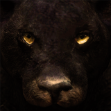 Ultimate Panther Simulator biểu tượng