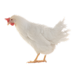 Ternak Ayam Pedaging