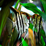 Budidaya ikan hias Manfish