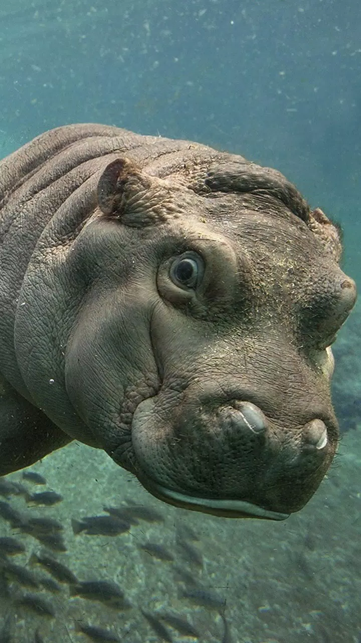 baby hippopotamus wallpaper