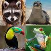 Jogo Da Memória Dos Animais