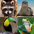 Animals Memory Game icon