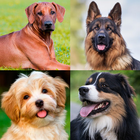 Dogs Memory Game Zeichen