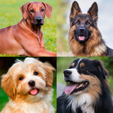 Dogs Memory Game أيقونة