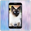 wallpapers cat & dog APK