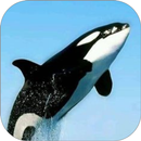 Whale Orca WalL APK