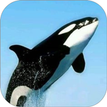 Whale Orca WalL