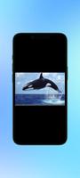 Whale Orca WalL Poster