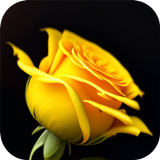 Yellow Rose Wallpaper