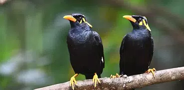 Master Suara Burung Beo Pintar