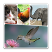  Animal Quiz 