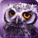 APK Owl Collection live wallpaper