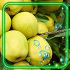 Apples Summer आइकन