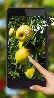 Apples Summer पोस्टर