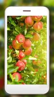 Apples Summer स्क्रीनशॉट 2