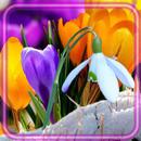 APK Crocusses n Snowdrops