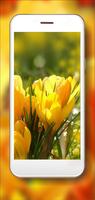 Crocusses n Snowdrops poster