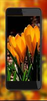Crocusses n Snowdrops screenshot 1