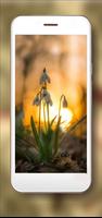 Crocusses n Snowdrops screenshot 2