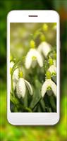 Crocusses n Snowdrops screenshot 3