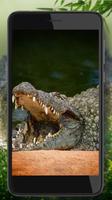 Crocodiles Jungles โปสเตอร์
