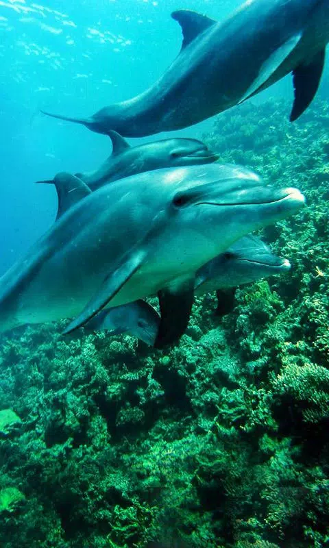 Dolphin Free live wallpaper APK for Android Download Dolphin Free live wallpaper APK for Android Download