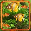 ”Fishes Aquarium