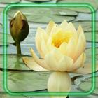 Lotus Water Lilies icon