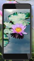 Lotus Water Lilies poster