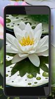 Lotus Water Lilies screenshot 2