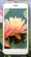 Lotus Water Lilies screenshot 3