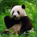 APK Panda Bear live wallpaper