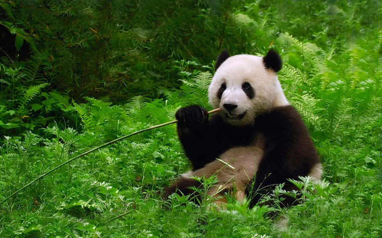 Panda Bear live wallpaper for Android - APK Download