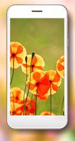 Poppy Flower 海报