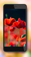 Poppy Flower 截图 3