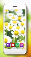 Summer Camomiles Fields постер