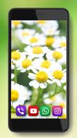Summer Camomiles Fields скриншот 2