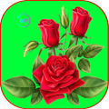 Rosas y Flores 2023