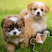 Rompecabezas de perros y gatos icono